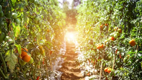 Programul de susținere a producției de tomate în spații protejate pentru 2023