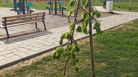 Facsemetéket törtek ki a vandálok a Kubik-parkban