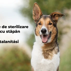Dăm startul unei noi campanii de sterilizare a câinilor cu stăpân care aparțin rasei comune sau a metișilor acestora
