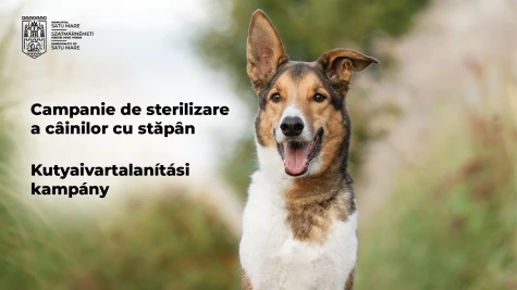 Újabb ivartalanítási kampány indul a gazdával rendelkező keverék és nem fajtatiszta kutyák számára
