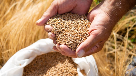 Tratarea semințelor de cereale cu produse de protecție